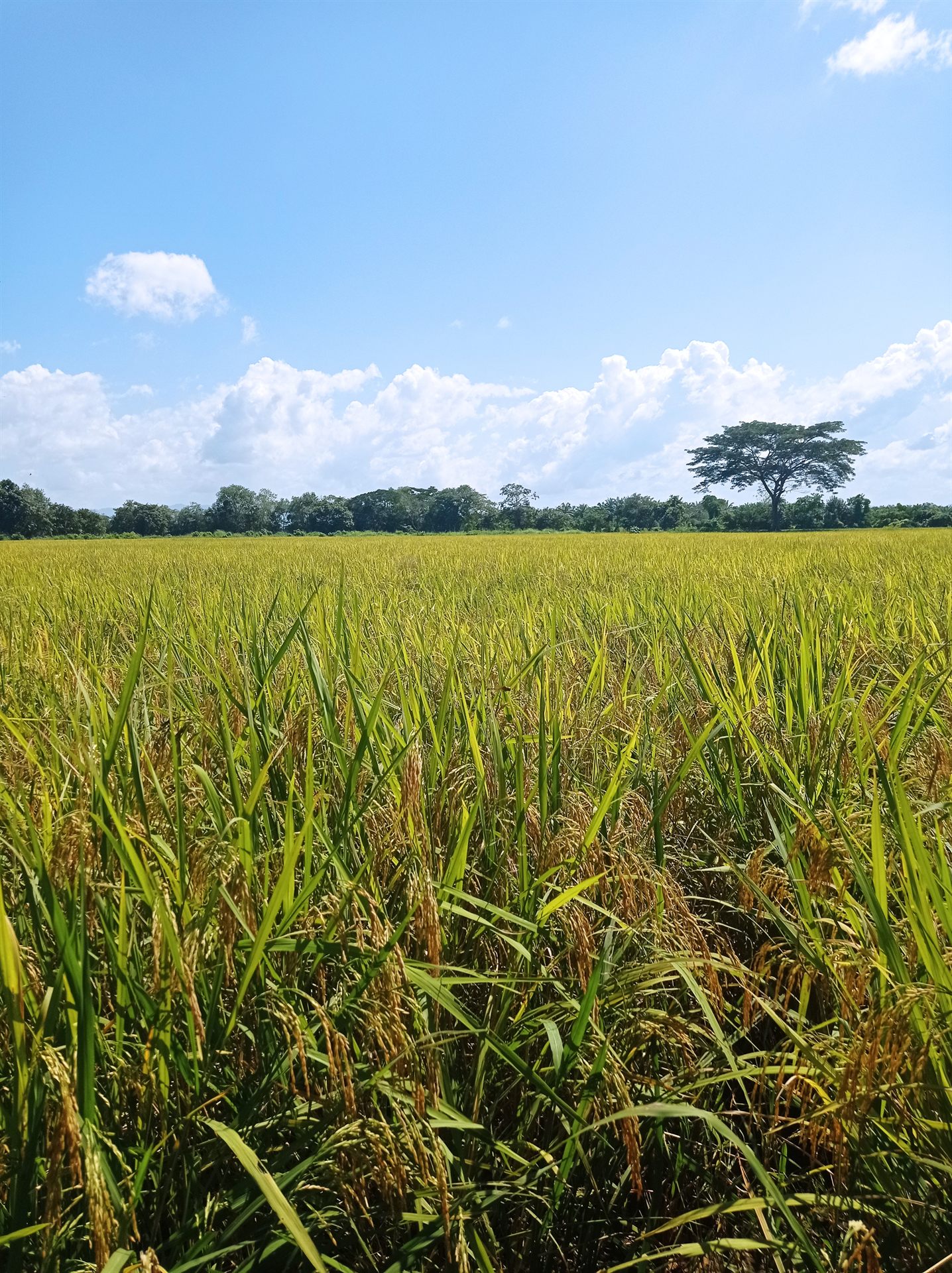 Cultivo de arroz listo para cosecha en Bolívar
